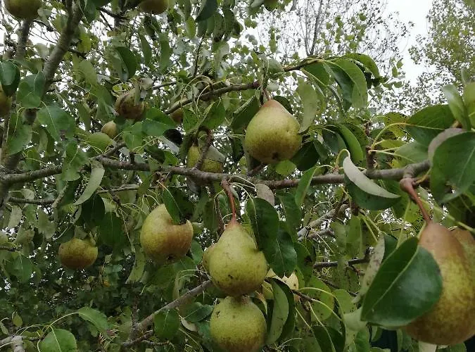 مزرعة للإقامة Quinta Sao Martinho *
