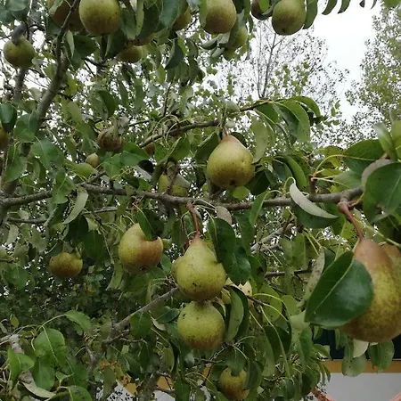 ファームステイ Quinta Sao Martinho *